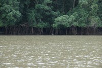 White heron stanging infront of mangrove prop roots.