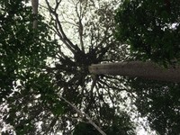 A giant Moabi tree crown over 30 meters in diameter at the Lopé National Park in central Gabon. The picture is taken by the AfriSAR rainforest team (Laura Duncanson/GSFC 618), who collects data on the ground to verify the observations made by the research aircrafts.