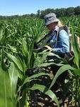 Dr. Petya Campbell (UMBC, Code 618) measures leaf spectral reflectance and fluorescence in the USDA Beltsville Agricultural Research Center cornfield. The in situ leaf measurements are compared with direct measurements of leaf photosynthesis and leaf chemistry.