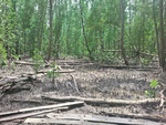 Areas of illegal wood harvesting. Scraps and downed wood are left behind.