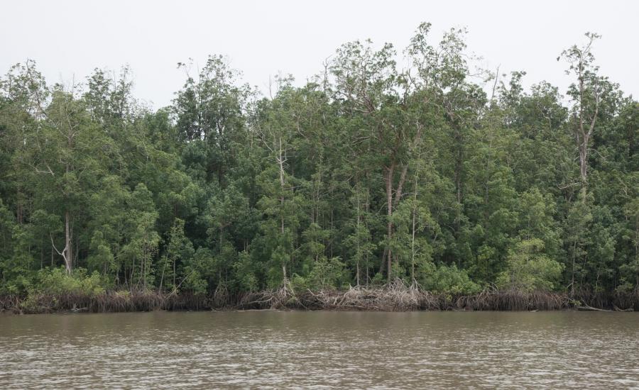Mangrove Forest in Pongara National Park. The trees measured in this area had canopy heights over 45 m.