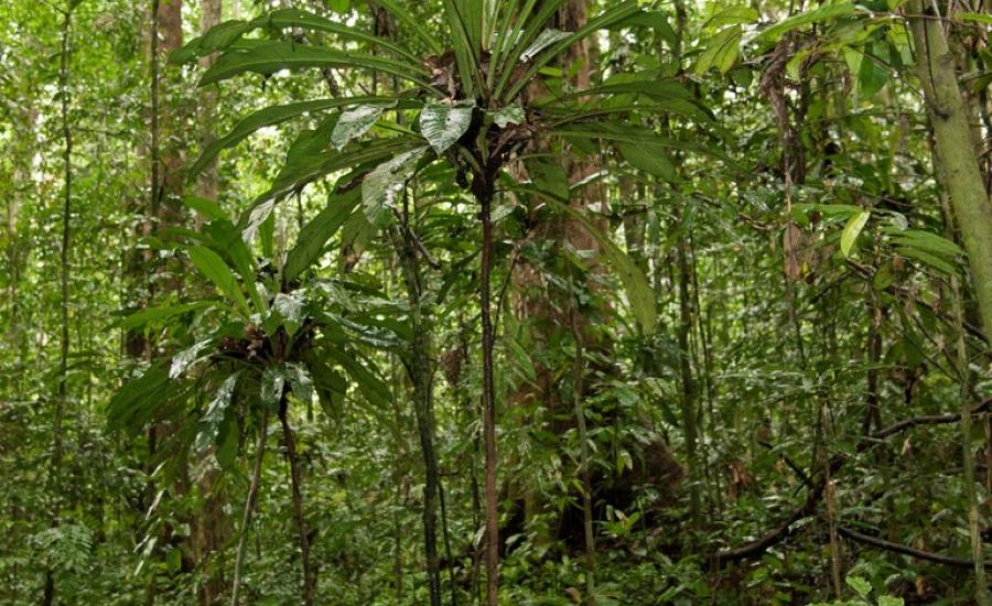 Rainforest Understory in Mondah Forest, Gabon.