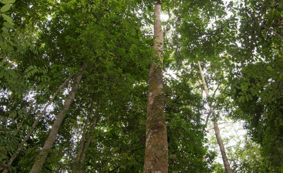 Forest Canopy in Mondah Forest, Gabon.