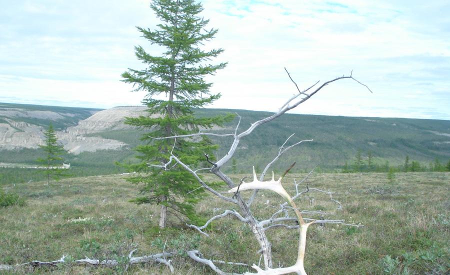 A solitary Larix gmellini stands beside relic wood and sun-bleached reindeers antlers on a plateau above the Kotuykan River.