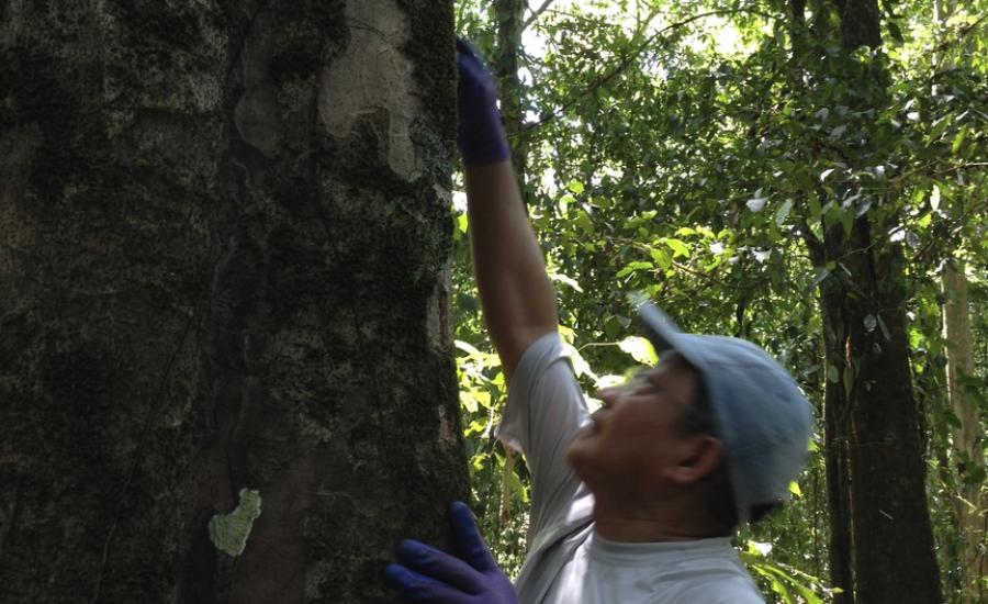 Guoqing Sun measures the diameter of an enormous specimen in Corcovado National Park on Costa Rica's wild Osa Peninsula in March 2014.