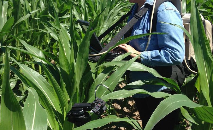 Dr. Petya Campbell (UMBC, Code 618) measures leaf spectral reflectance and fluorescence in the USDA Beltsville Agricultural Research Center cornfield. The in situ leaf measurements are compared with direct measurements of leaf photosynthesis and leaf chemistry.